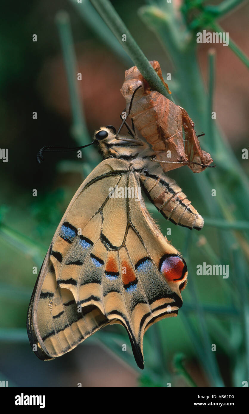 Nouveau-né Swallowtail butterfly Papilio machaon ailes de séchage sur Ruta graveolens Banque D'Images