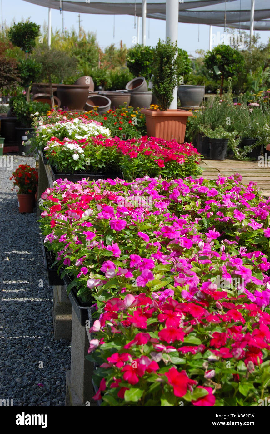 Fleurs dans six jeux à vendre dans un centre de jardinage Banque D'Images