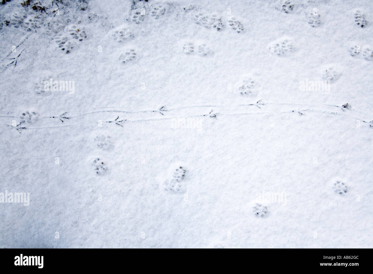 Des empreintes de pas d'un chat et un oiseau dans la neige en hiver Banque D'Images