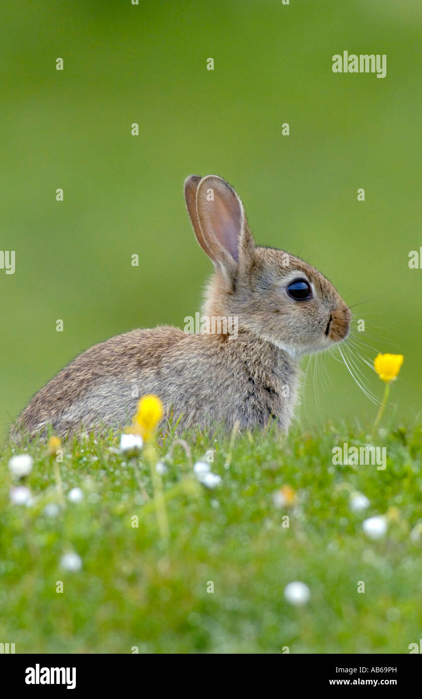 Baby rabbit oryctolagus cuniculussitting entre prairie des fleurs sur l'île d'Islay Ecosse Banque D'Images