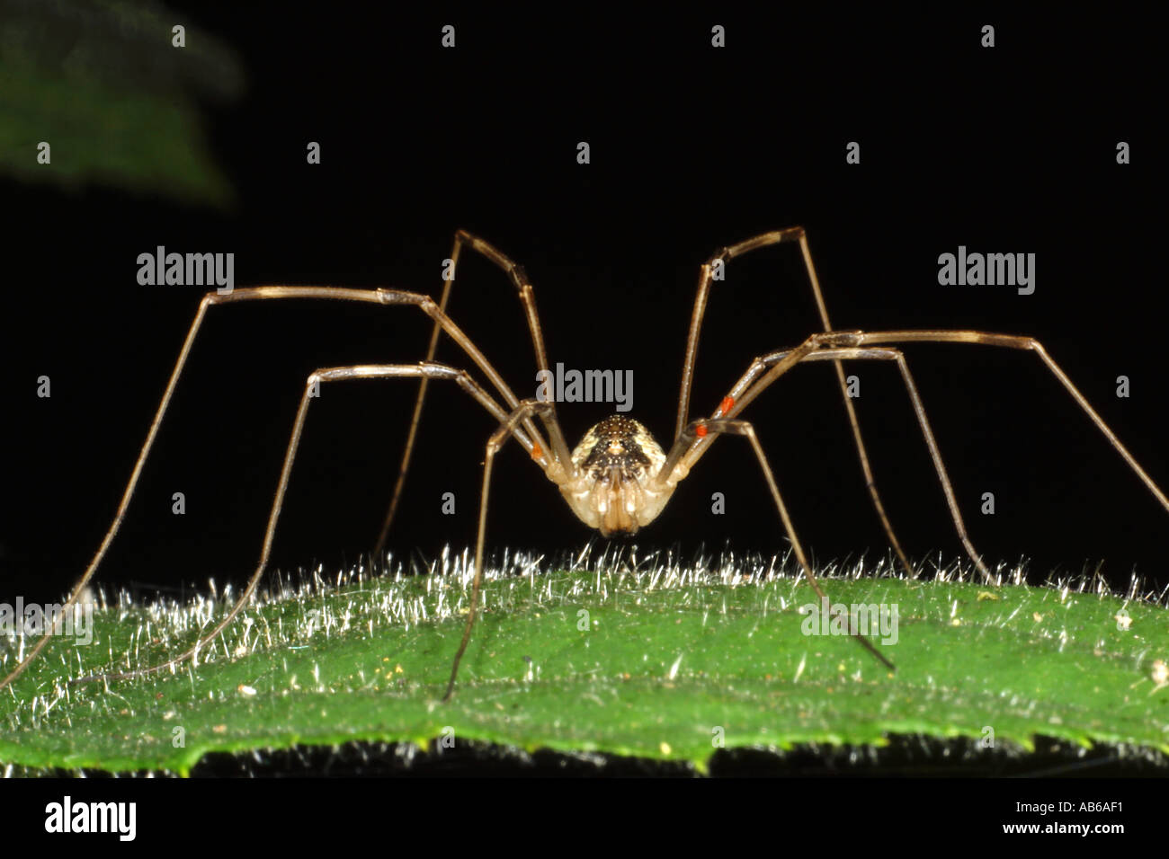 Harvestman Angleterre Banque D'Images