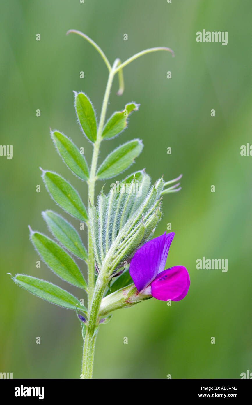 Vesce commune Vicia sativa détail de fleur à nice hors focus contexte bedfordshire potton Banque D'Images