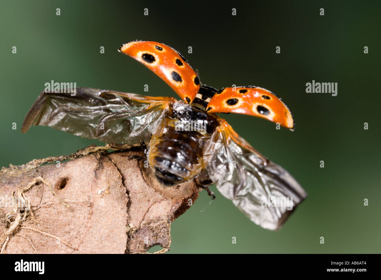 Ladybird Anatis ocellata borgne avec ailes décoller bedfordshire potton Banque D'Images
