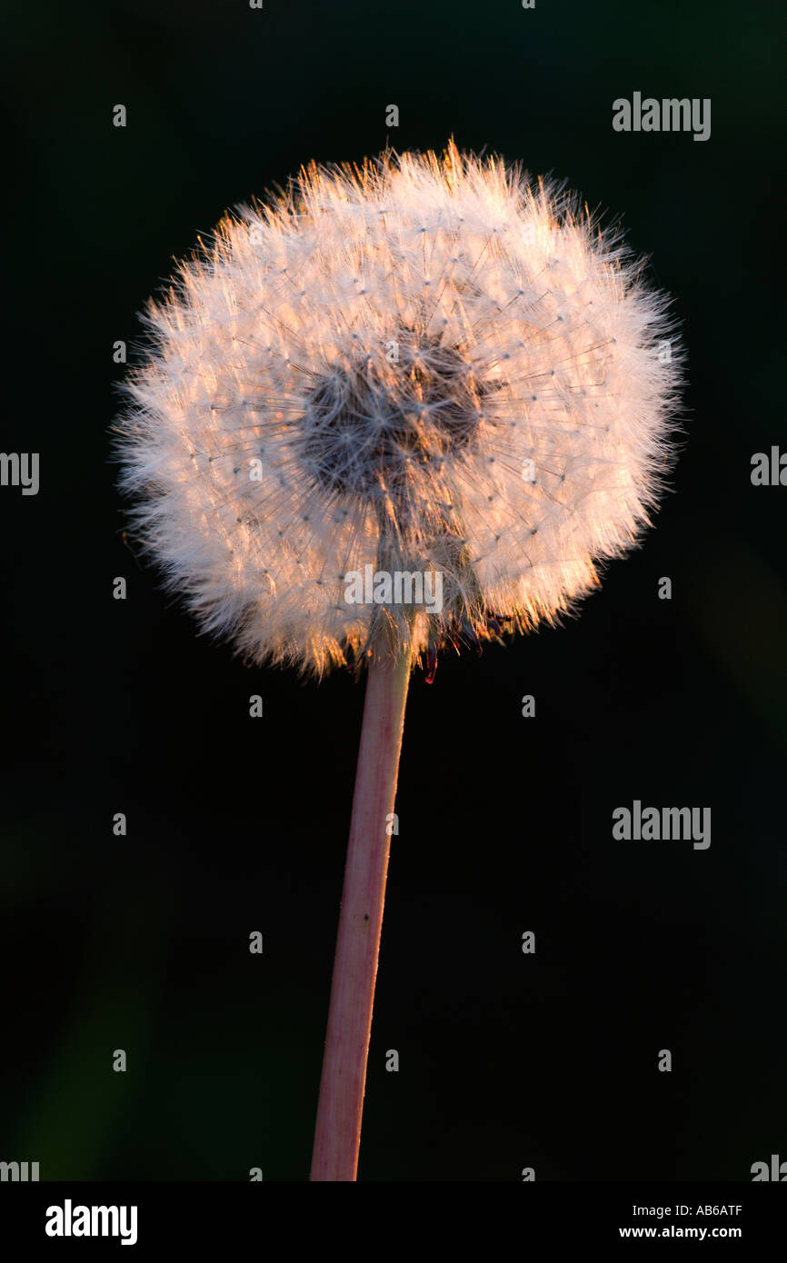 Le pissenlit Taraxacum officinale graines à nice evening light avec un arrière-plan flou bedfordshire potton Banque D'Images