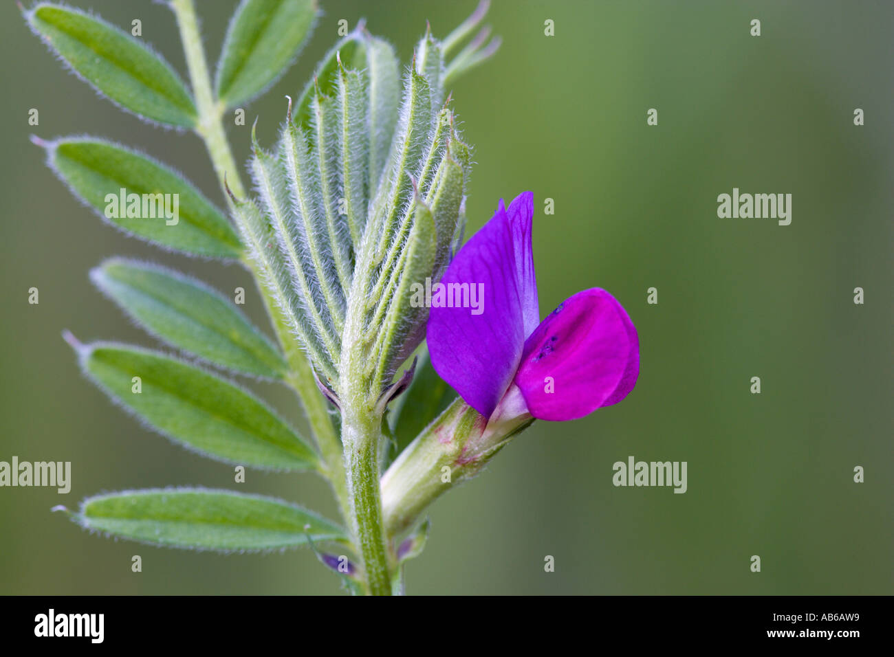 Vesce commune Vicia sativa detal fleur de Nice avec l'arrière-plan flou bedfordshire potton Banque D'Images