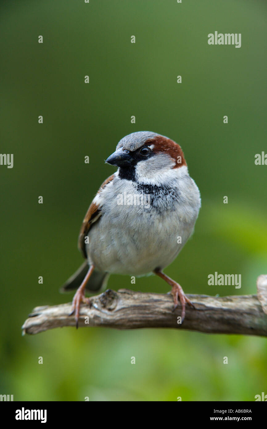Moineau domestique Passer domesticus mâle perché sur une branche à Nice avec alerte hors focus contexte bedfordshire potton Banque D'Images