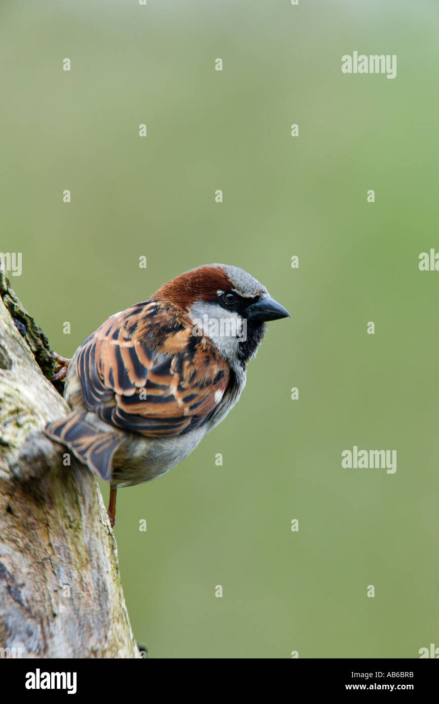 Moineau domestique Passer domesticus mâle sur l'arbre à la recherche autour de Nice avec l'arrière-plan flou bedfordshire potton Banque D'Images