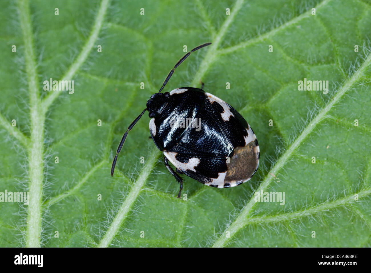 Sehirus bicolor Bug Shield pied sur feuilles présentant des caractéristiques Banque D'Images