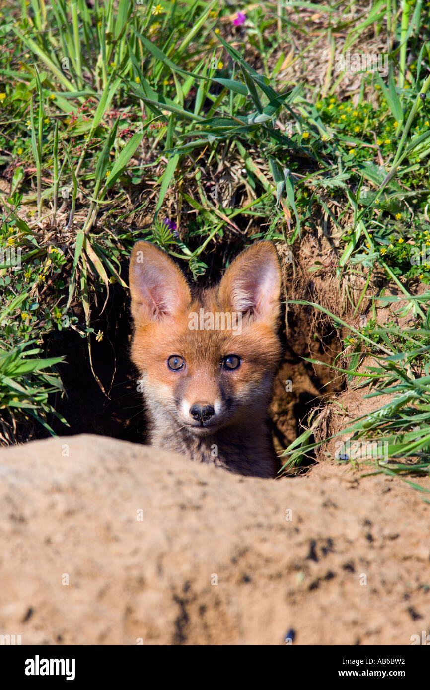 Le Renard roux Vulpes vulpes cub à hors de la masse sur la journée ensoleillée bedfordshire potton Banque D'Images