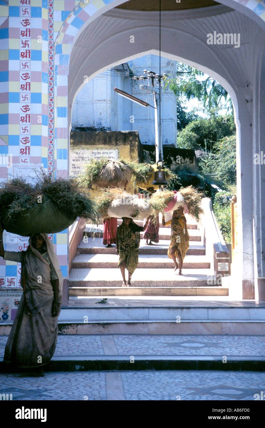 Les femmes de transporter de grosses charges lourdes de foin sur leurs têtes,Rajasthan, Inde Banque D'Images