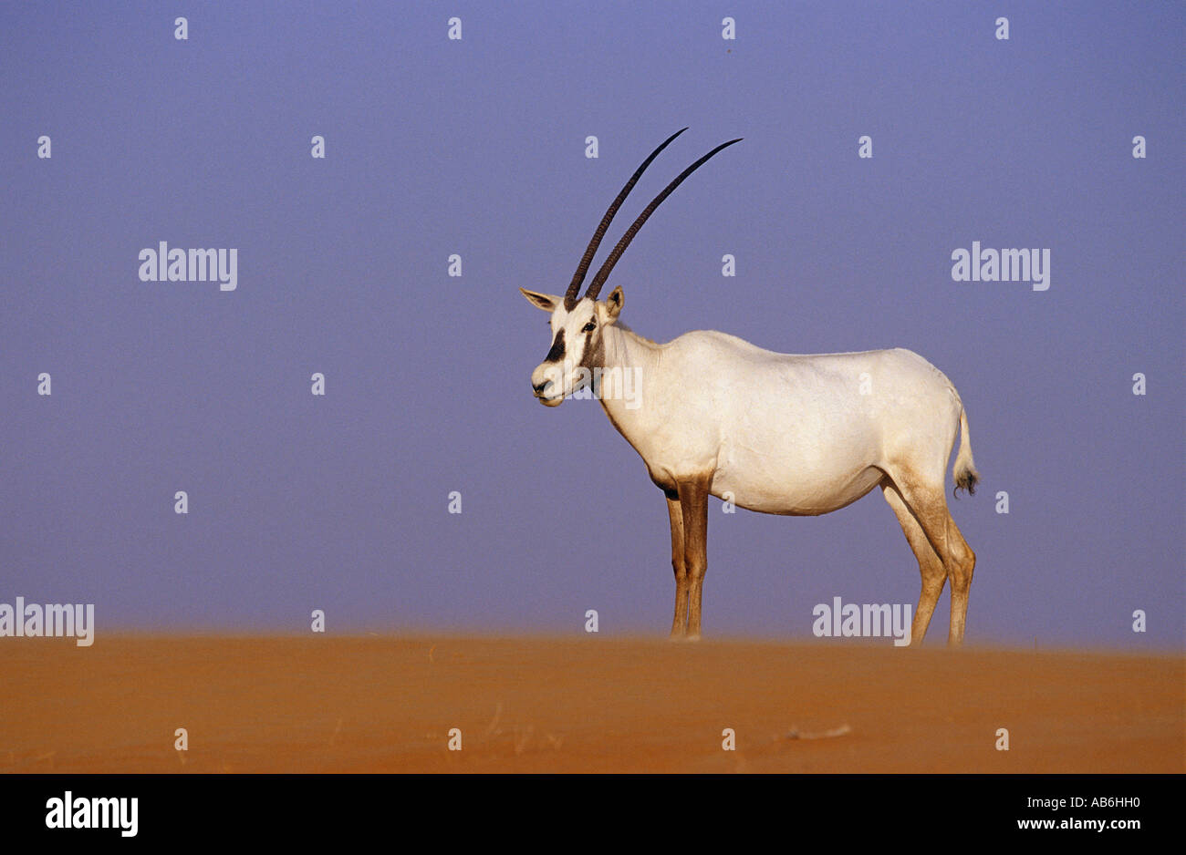 Oryx d'arabie (Oryx leucoryx) debout dans le sable Banque D'Images