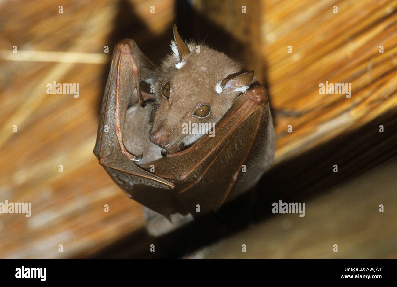 Grande tyrolienne Pteropus vampyrus Banque D'Images