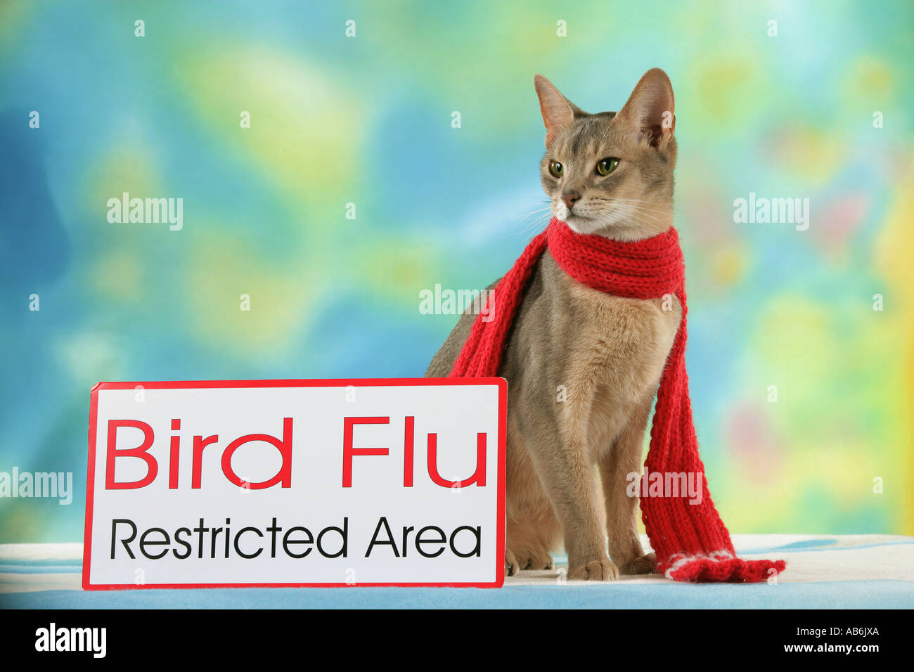 Abyssin chat avec foulard et signer la grippe aviaire La grippe aviaire Banque D'Images