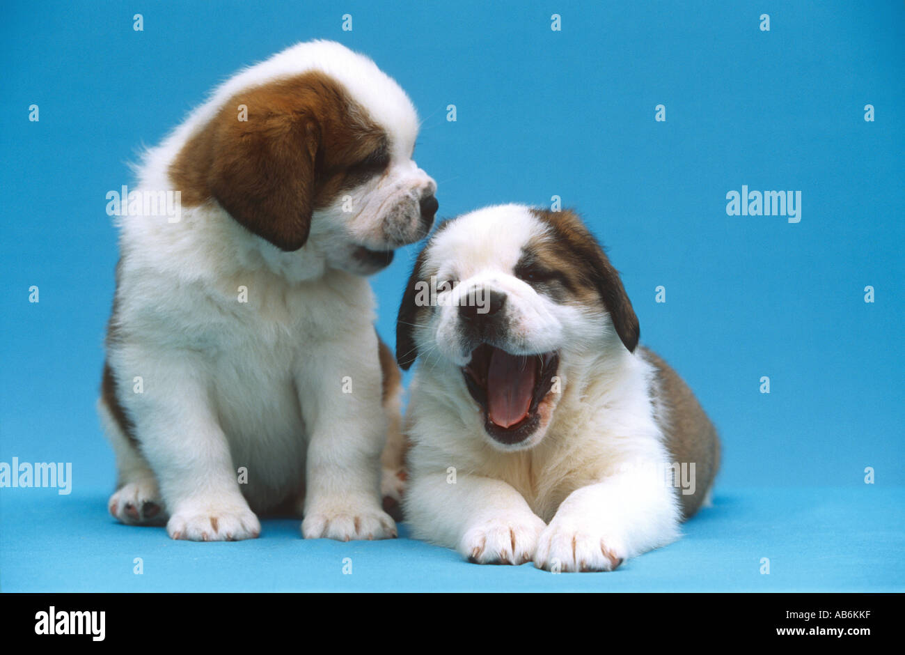 Chien Saint Bernard - deux chiots - cut out Banque D'Images