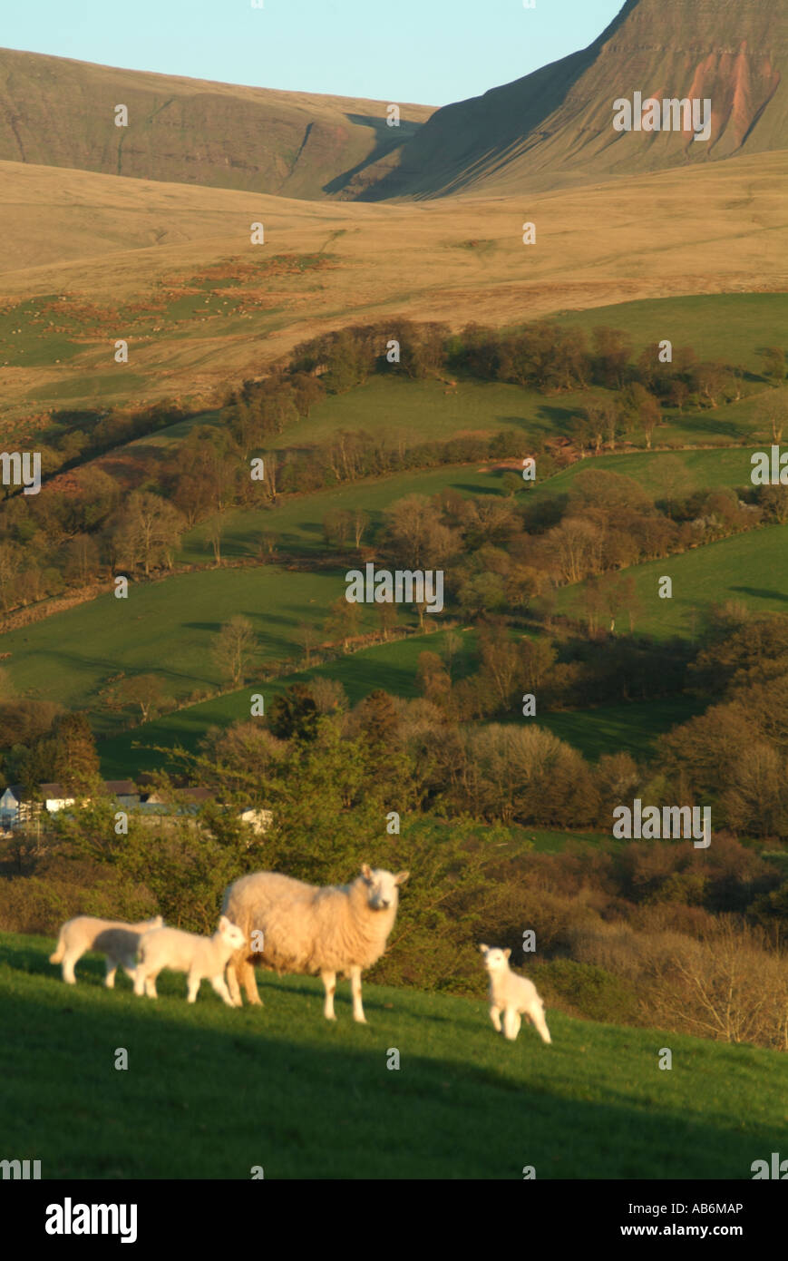 Les moutons au printemps Bannau Sir Gaer Banque D'Images