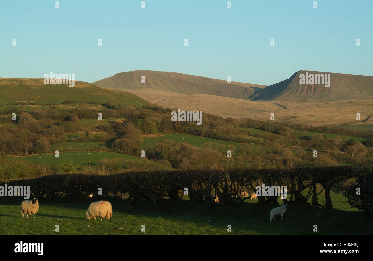 Les moutons au printemps au crépuscule Carmarthenshire cars Banque D'Images