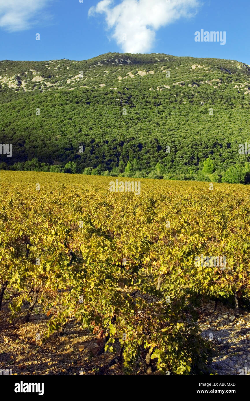 Vigne - Pic Saint-Loup - Hérault - Languedoc-Roussillon - France Banque D'Images