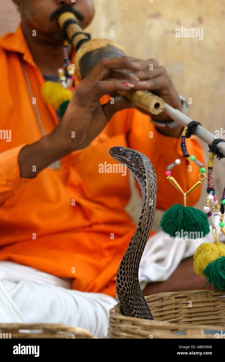 Charmeur de serpent avec cobra, Jaipur, Rajasthan, Inde, Asie du Sud Banque D'Images