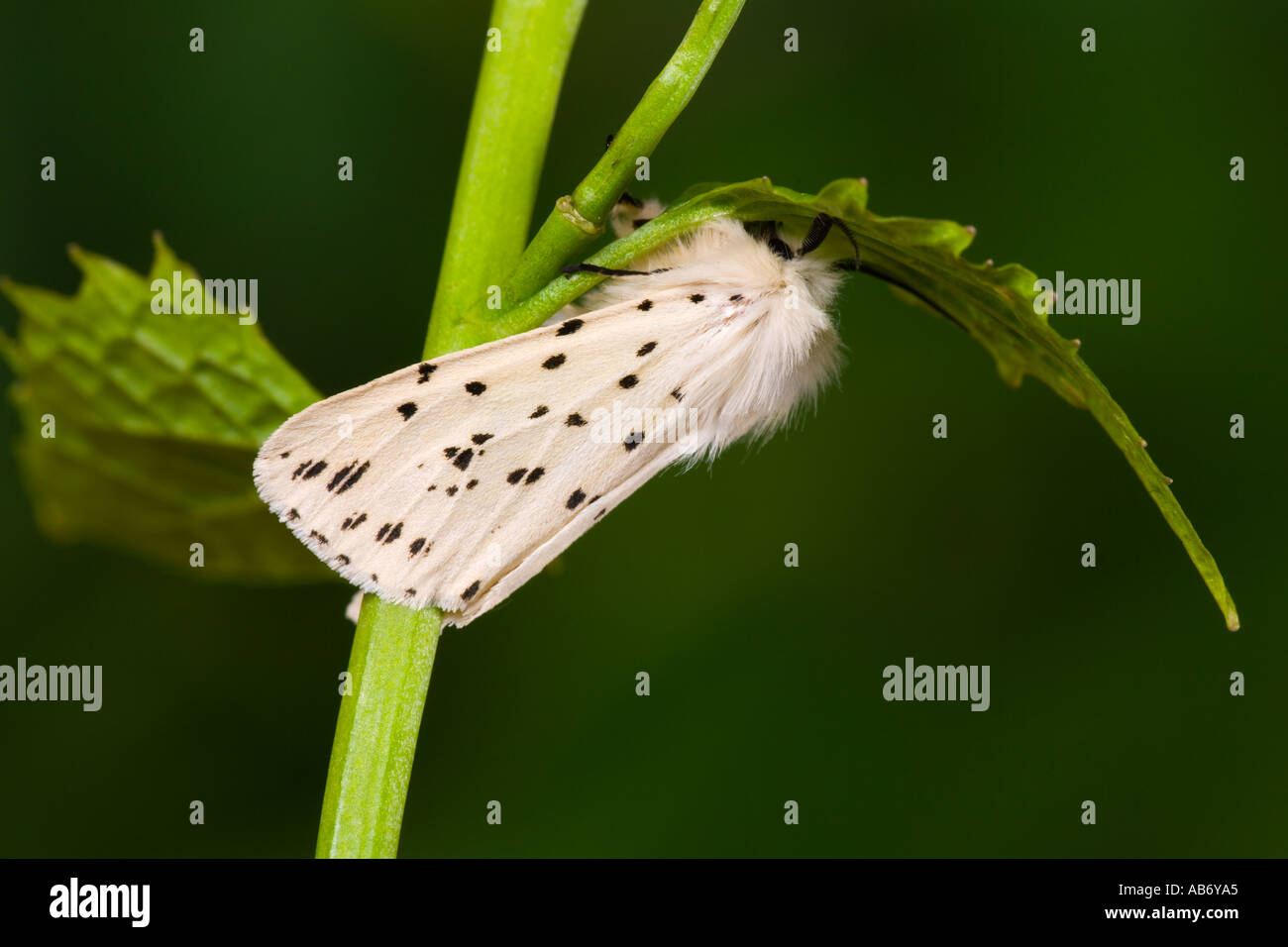 (Spilosoma lubricipeda Hermine blanche) au repos sur leaf bedfordshire potton Banque D'Images