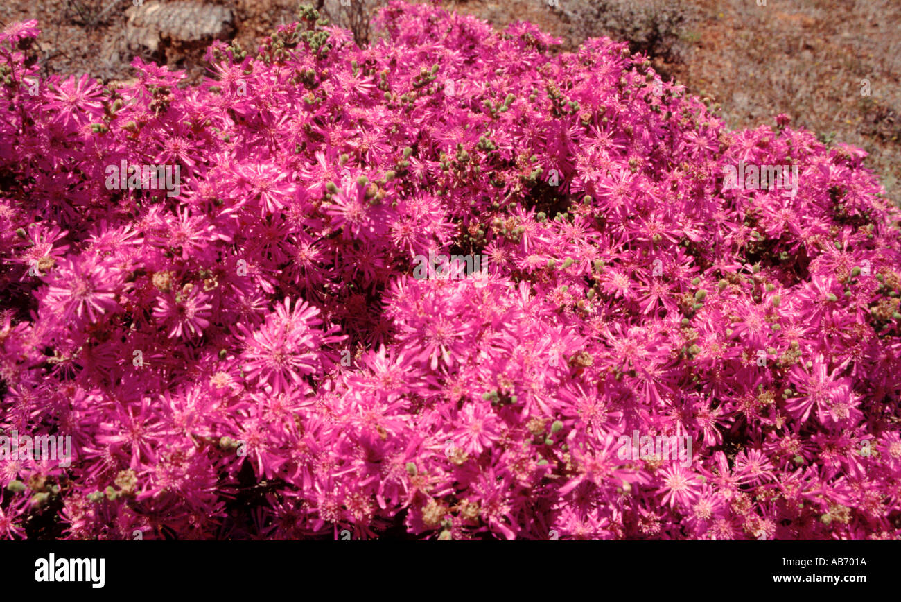 Fleurs sauvages au Namaqualand une semi-désertiques en Afrique du Sud venant en vie au printemps après la pluie Banque D'Images