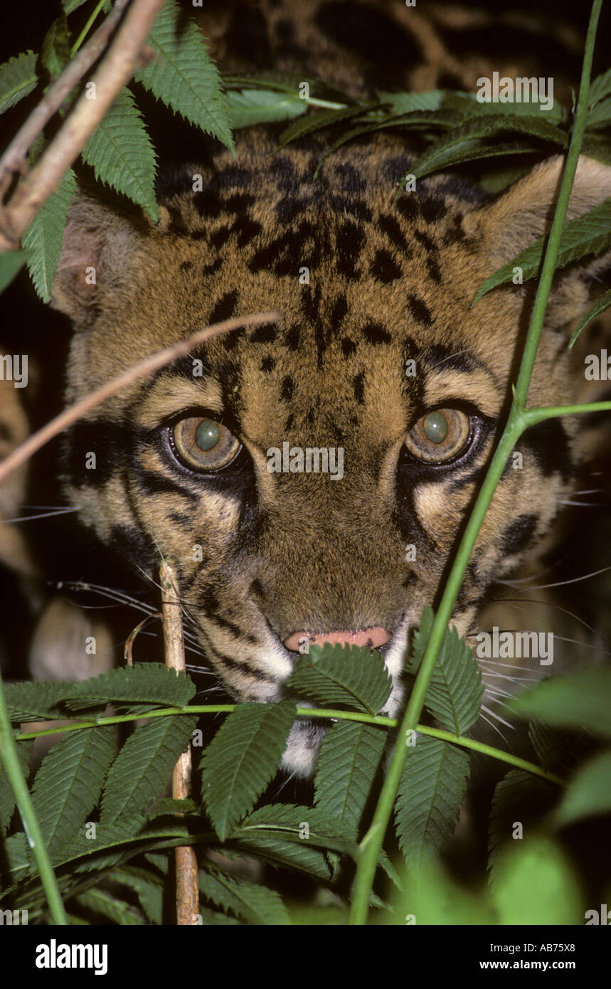 Léopard obscurci ( Neofelis nebulosa ), parc animalier captif de Port Lympne, Kent, Royaume-Uni. Banque D'Images