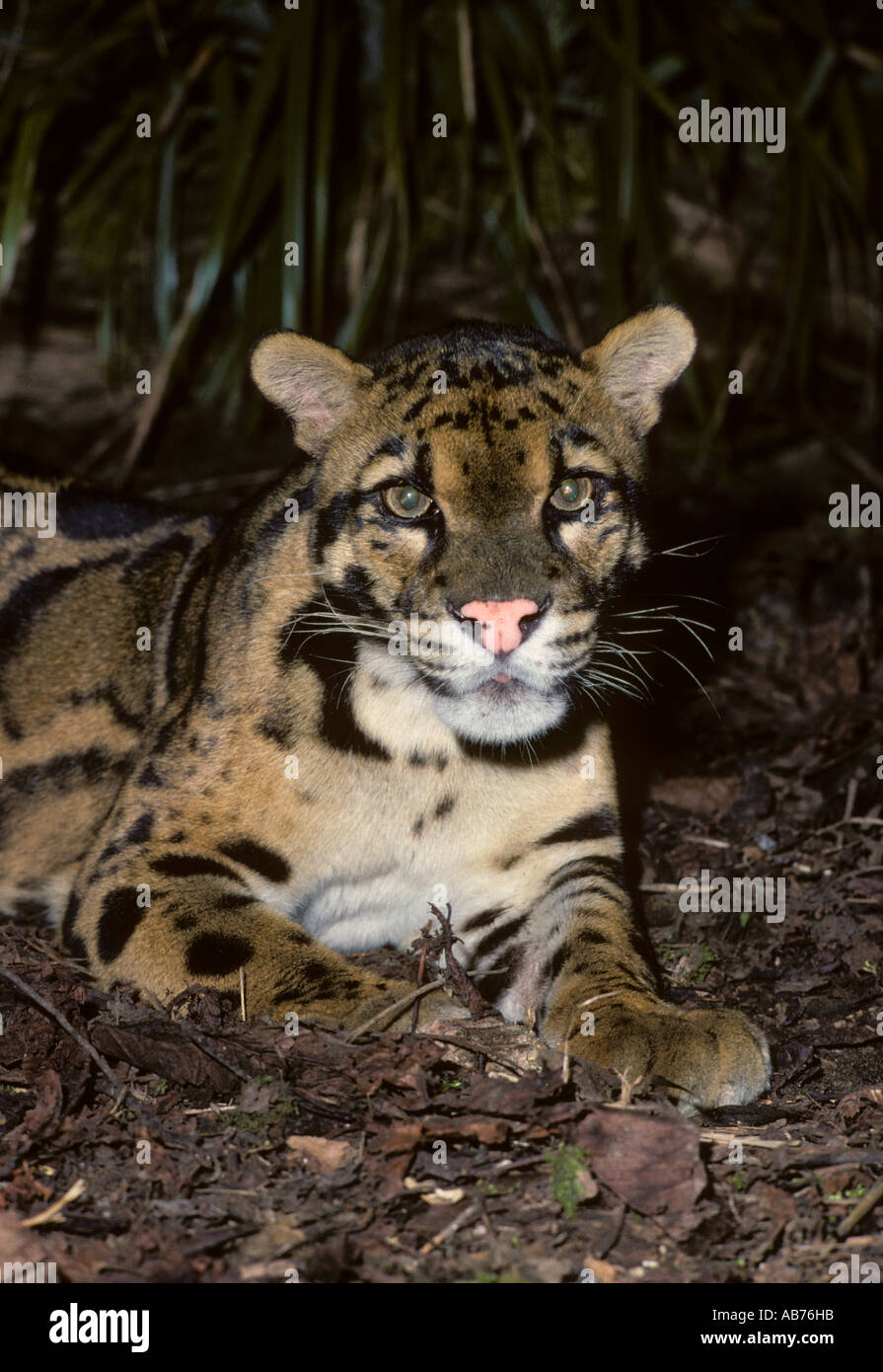 Léopard obscurci ( Neofelis nebulosa ), parc animalier captif de Port Lympne, Kent, Royaume-Uni. Banque D'Images