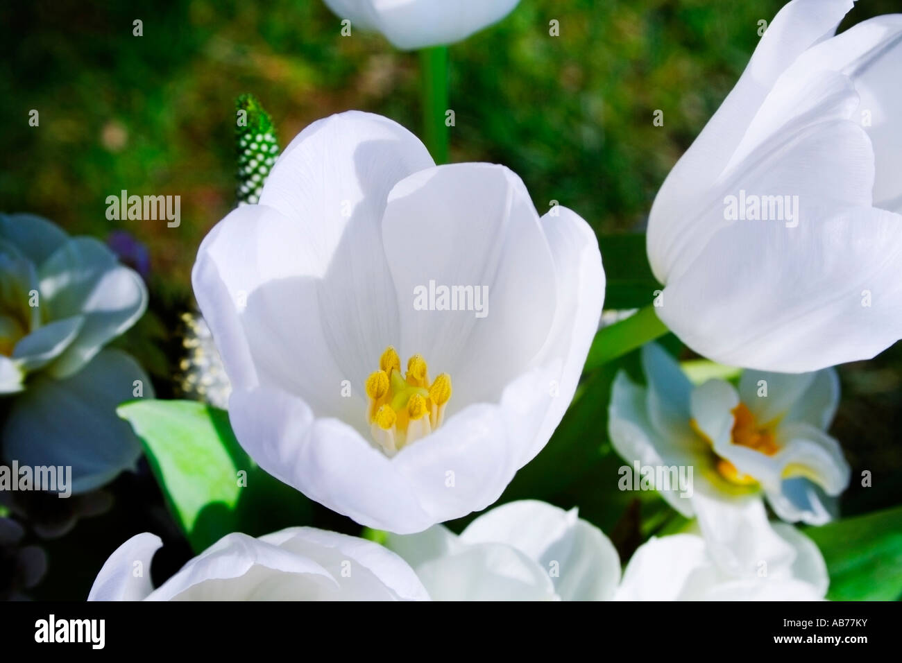 Tulipes blanches cose up Banque D'Images