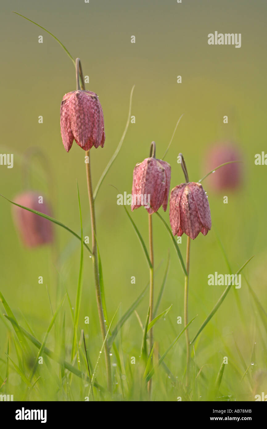 Tête de serpents fritillaries Fritillaria meleagris. La réserve naturelle nationale des prés du Wiltshire Cricklade Banque D'Images