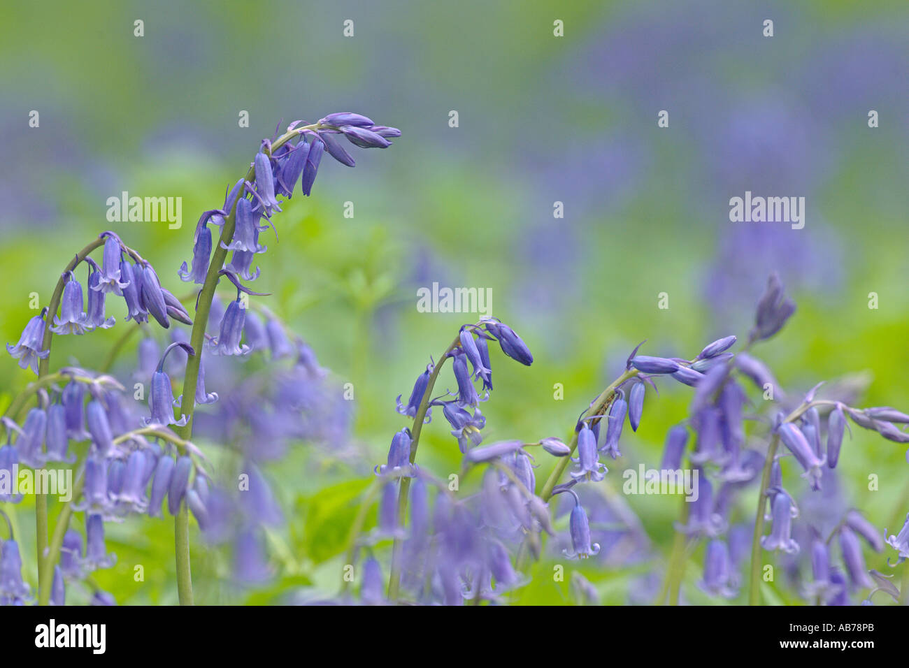 Bluebells Endymion non scriptus floraison dans des bois taillis Cambridgeshire Angleterre peuvent Banque D'Images