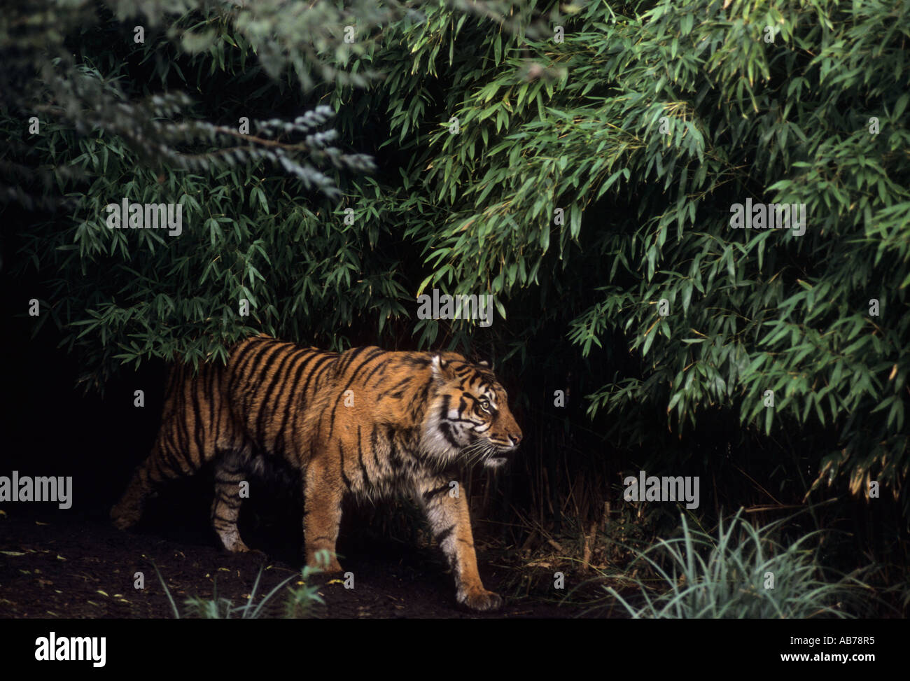Tigre de Sumatra (Panthera tigris sumatrae), Banque D'Images