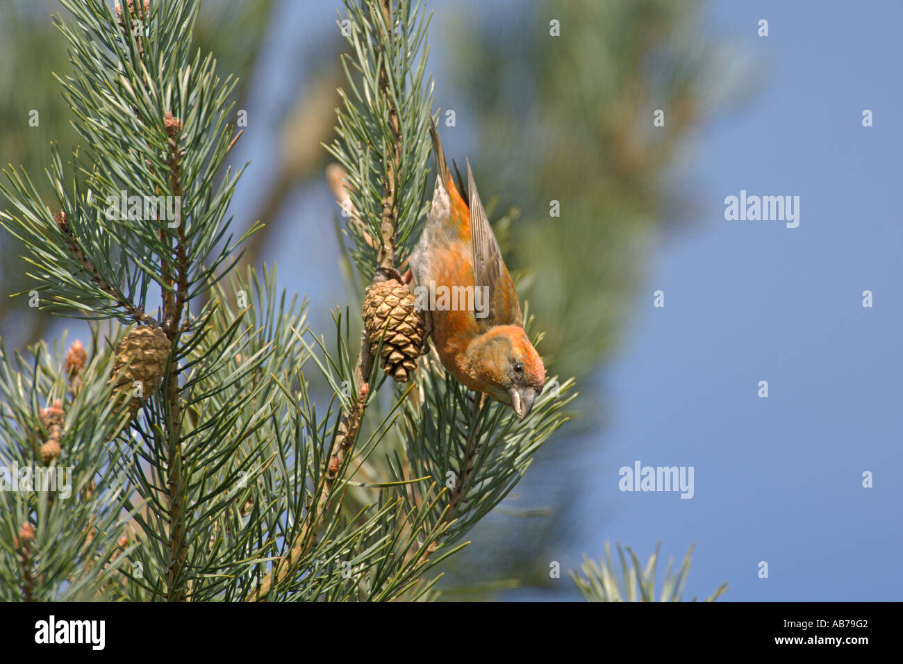 Bec-croisé des sapins Loxia curvirostra commun mâle adulte chez le pin sylvestre Surrey Angleterre Avril Banque D'Images