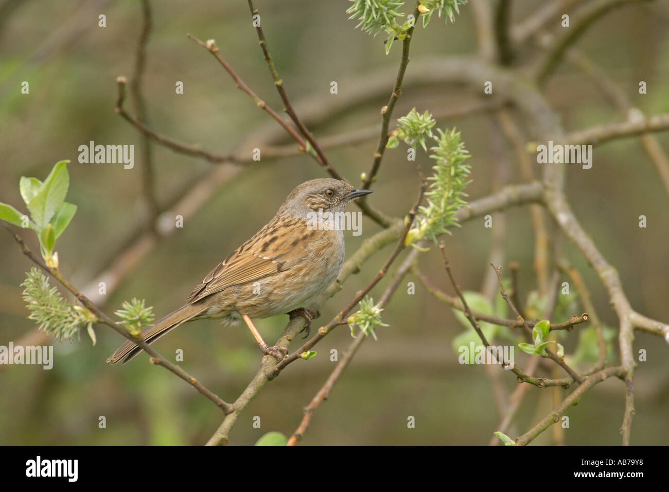 Nid ou une haie accentor Prunella modularis Avril Angleterre Cambridgeshire adultes Banque D'Images
