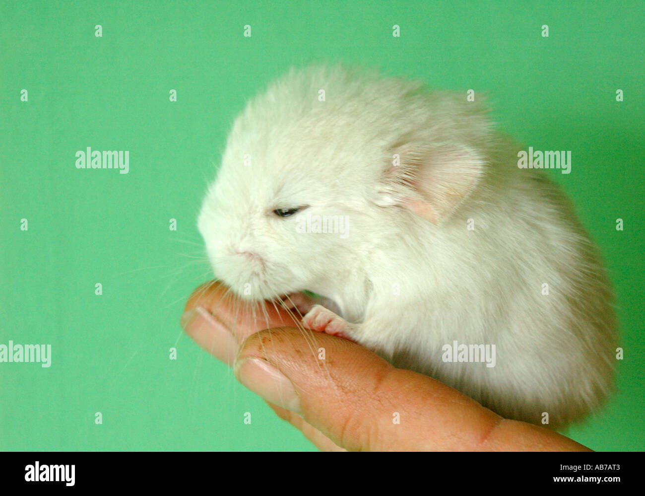 Chinchilla Blanc Bebe Assis Sur Des Personnes Hand Photo Stock Alamy