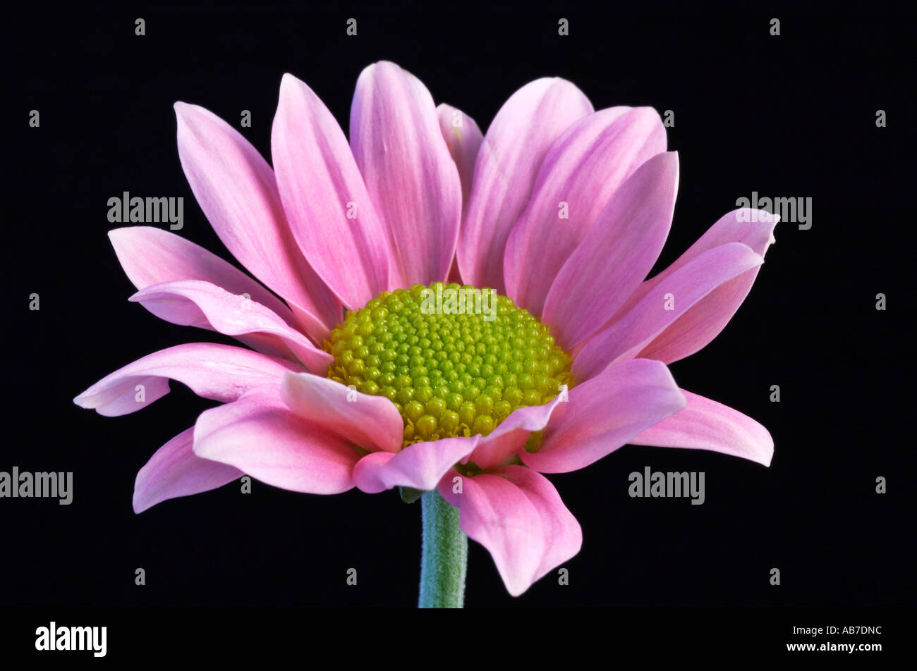 Daisy fleur Bellis Compositae Genre de certaines vivaces cultivées comme des bisannuelles rustiques entièrement Banque D'Images