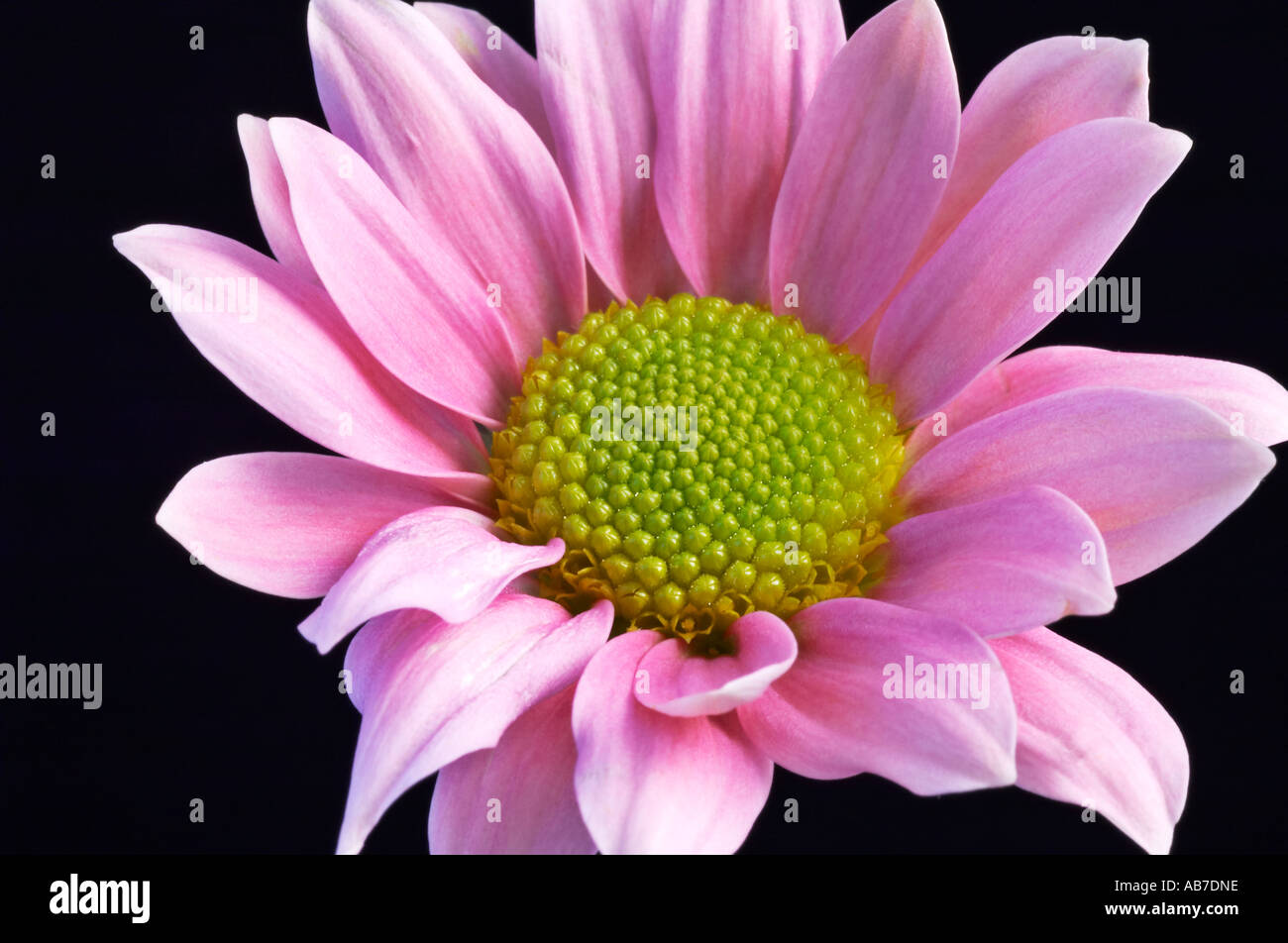 Daisy fleur Bellis Compositae Genre de certaines vivaces cultivées comme des bisannuelles rustiques entièrement Banque D'Images