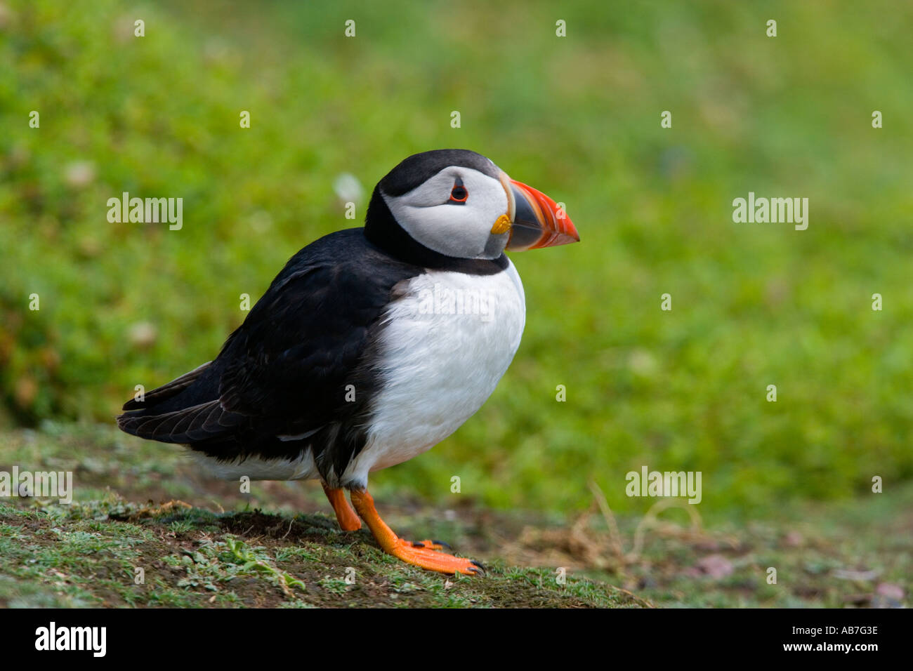 Macareux moine (Fratercula arctica) à reposer sur le sol à skokholm alerte Banque D'Images