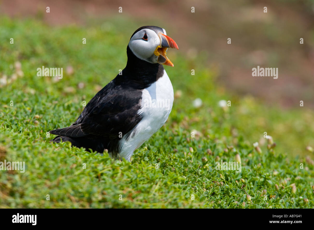 Macareux moine (Fratercula arctica) Comité permanent sur l'alerte à la banque avec beak ouverts entre thrift skokholm Banque D'Images