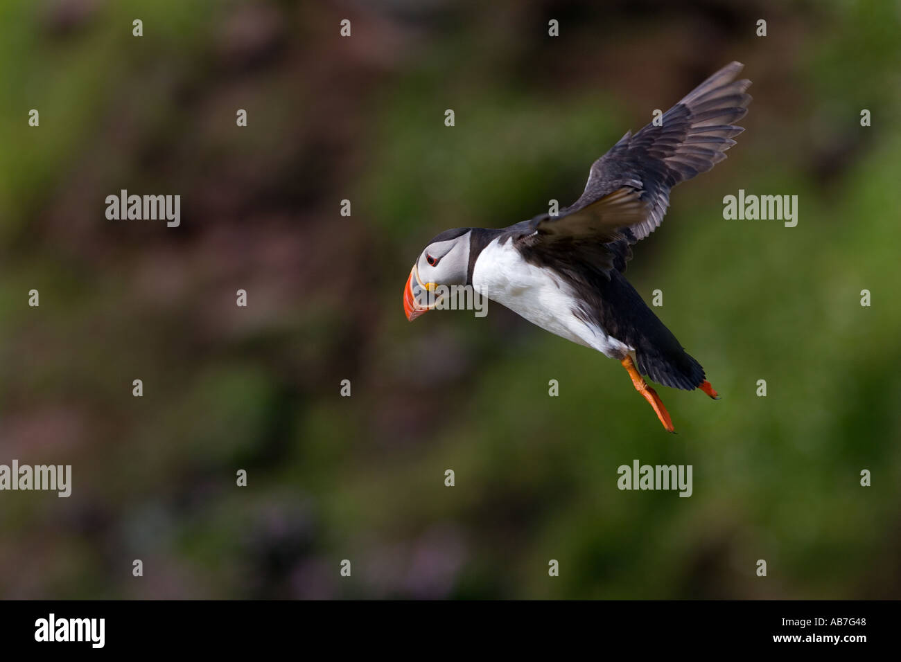 Macareux moine (Fratercula arctica) en vol, les ailes à l'arrière avec belle hors focus contexte skokholm Banque D'Images