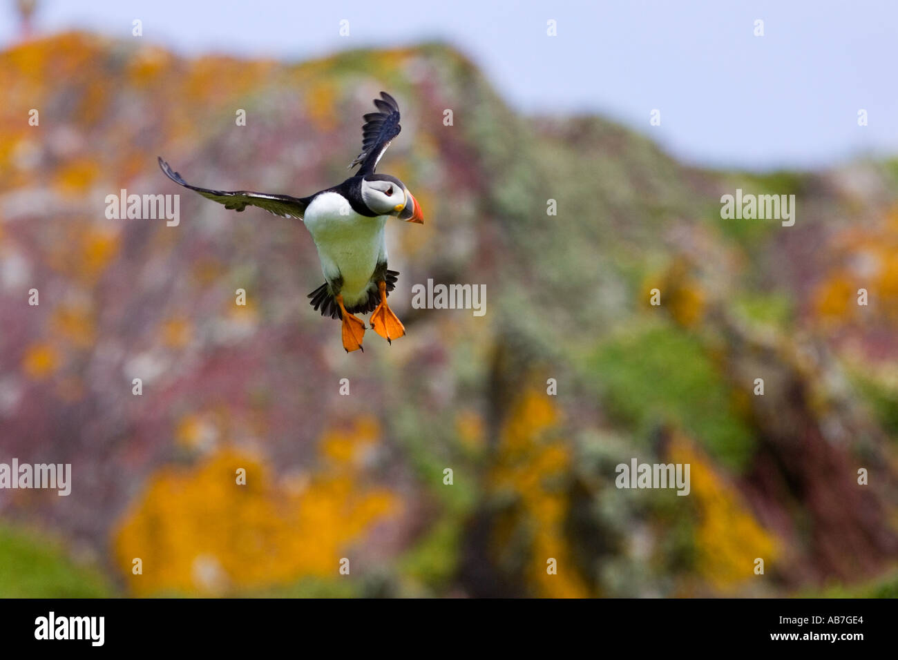 Macareux moine (Fratercula arctica) Entrée en terre à creuser avec les ailes et les pieds vers le bas skokholm Banque D'Images