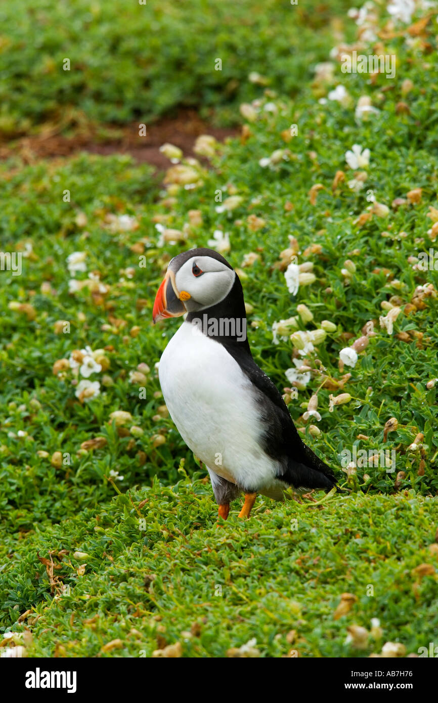 Macareux moine (Fratercula arctica) Comité permanent à Alert à burrow skokholm Banque D'Images