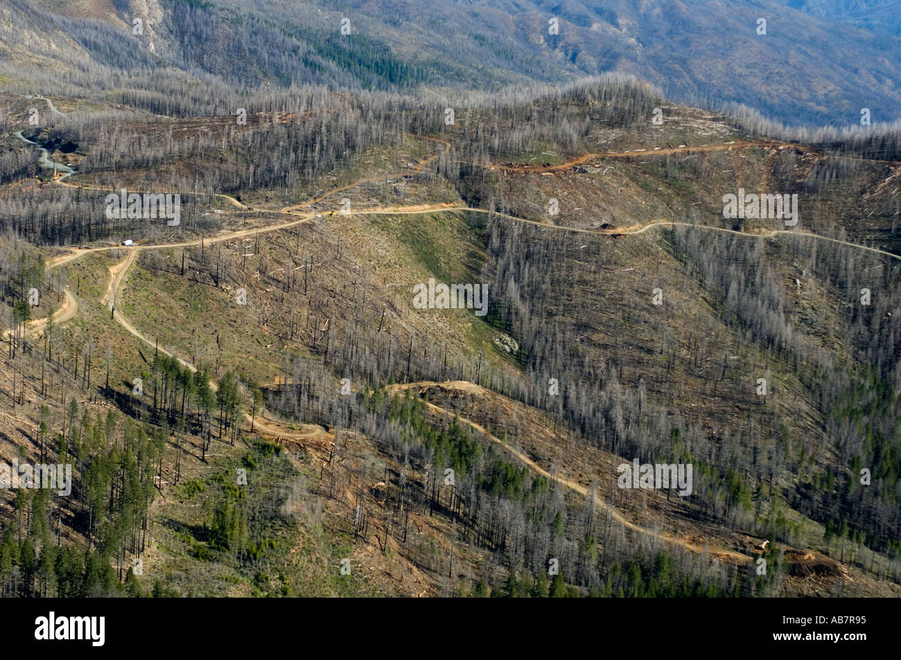 USA OREGON montagnes Siskiyou, KALMIOPSIS WILDERNESS, antenne de l'opération forestière juin 2005 dans la zone de 2002 feux de forêt Biscuit Banque D'Images
