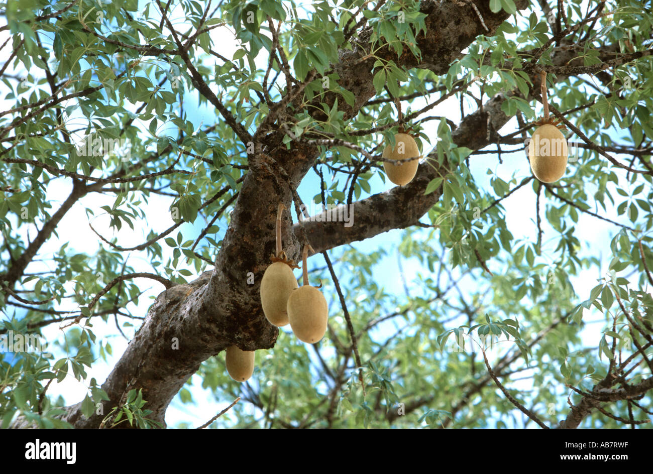 Baobab fruit adansonia digitata Banque de photographies et d’images à — free download