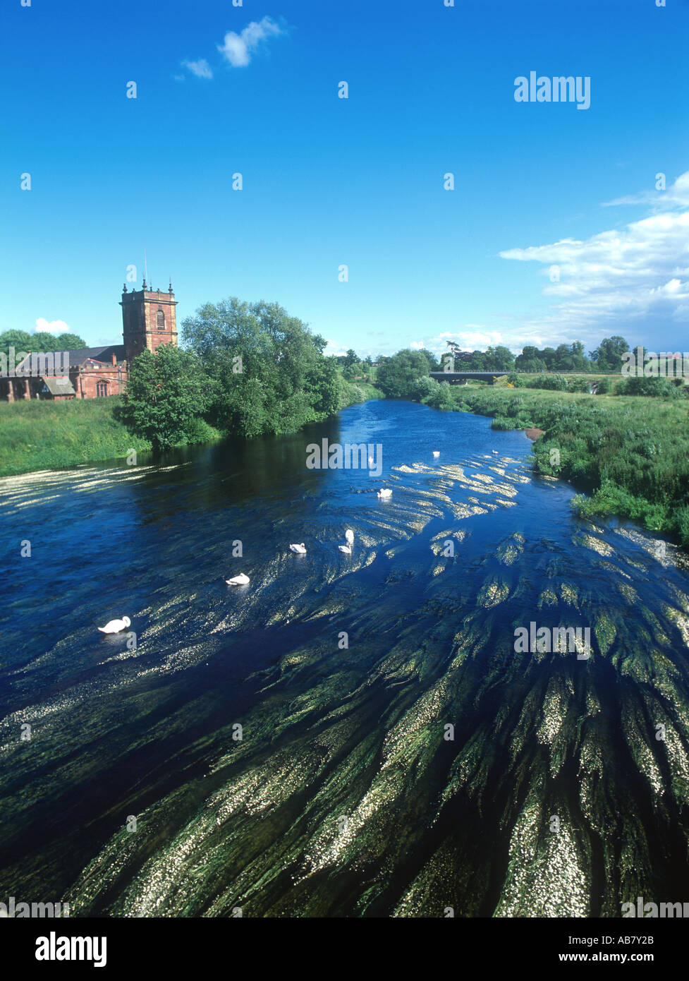 Les Cygnes tuberculés rivière Dee Dee sur Bangor North East Wales Banque D'Images