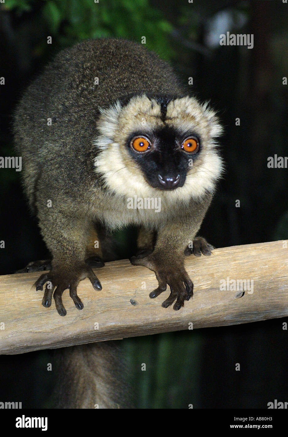 Lémurien mongoose (Lemur mongoz mongoz, Petterus, Eulemur mongoz), assis sur une branche, frontal Banque D'Images