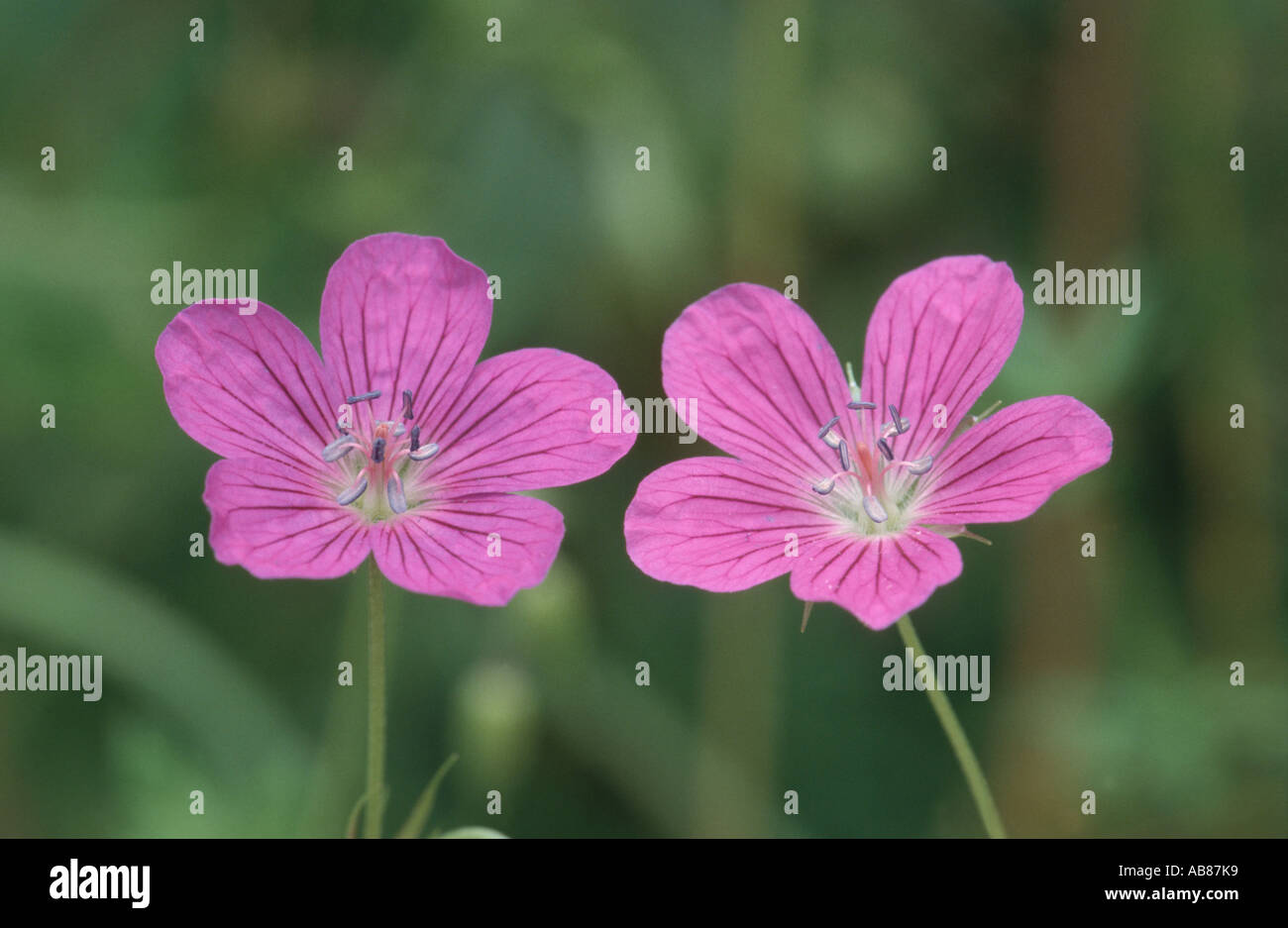 Géranium (famille des Géraniacées), détail d'une fleur Banque D'Images