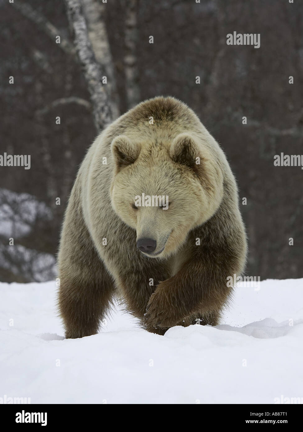 L'ours brun (Ursus arctos arctos), marcher dans la neige, Norvège Banque D'Images