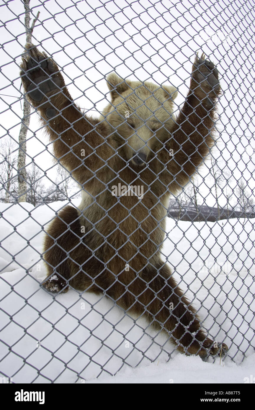 L'ours brun (Ursus arctos arctos), derrière une clôture, la Norvège, Nord-Trondelag Banque D'Images
