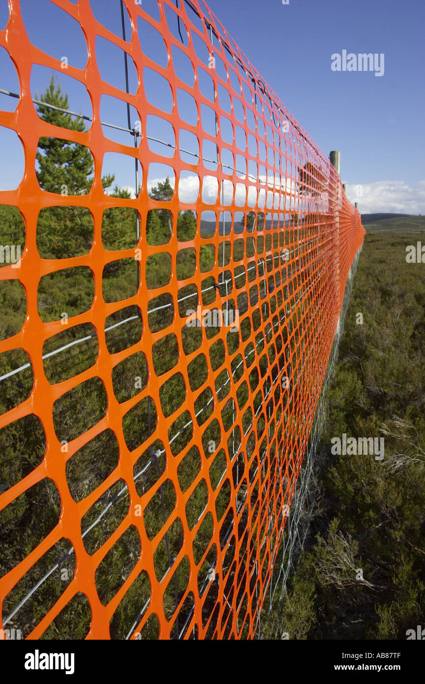 Maille orange attaché à deer fence pour augmenter la visibilité et réduire les collisions clôture du grand tétras et tétras, Ecosse Banque D'Images