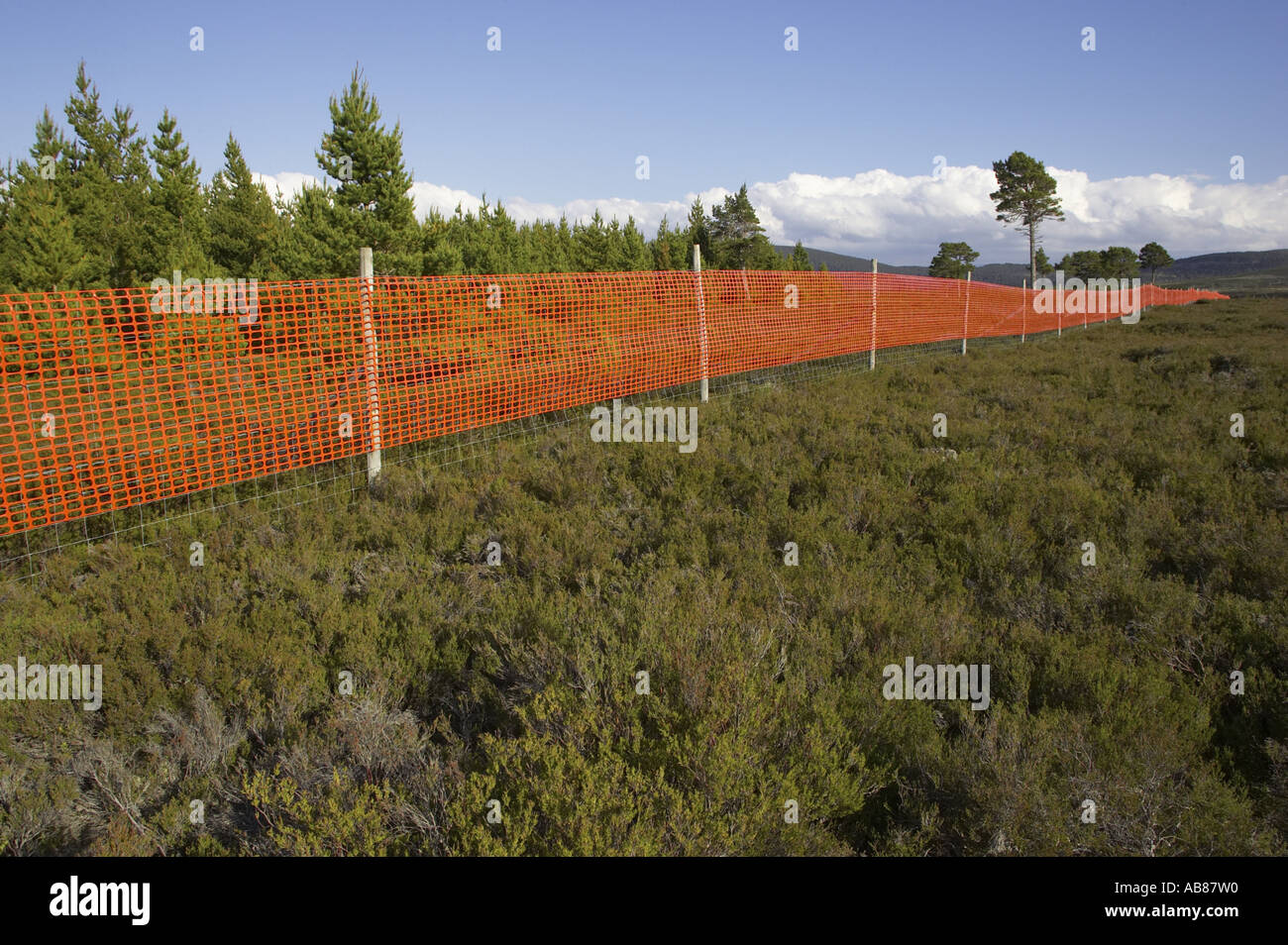 Maille orange attaché à deer fence pour augmenter la visibilité et réduire les collisions clôture du grand tétras et tétras, Ecosse Banque D'Images