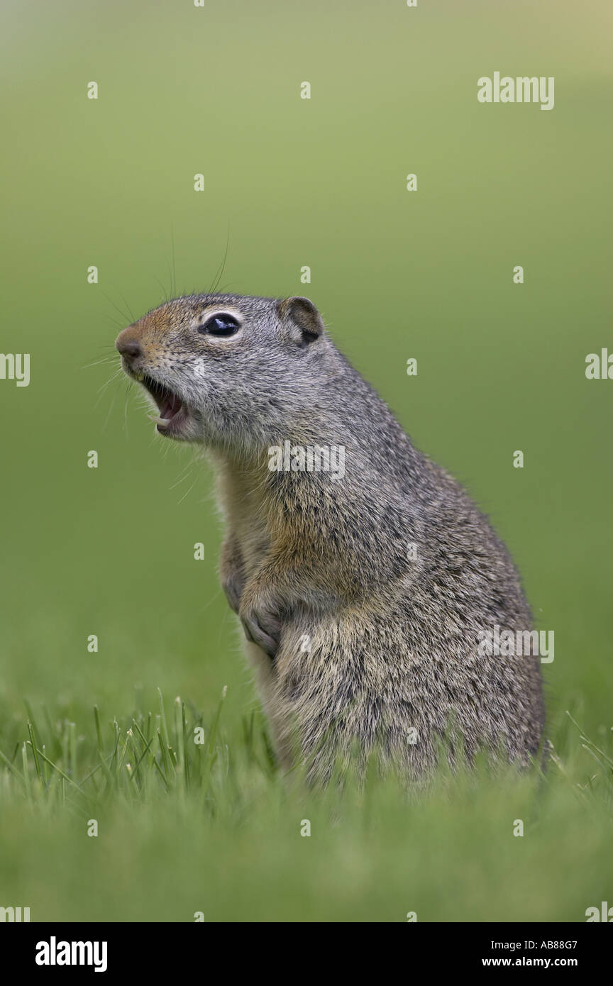 Uinta (Spermophilus armatus), appelant à l'alarme comme avertissement pour d'autres, USA Banque D'Images